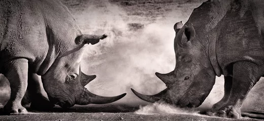 Wall murals Dark gray fight, a confrontation between two white rhino in the African savannah on the lake Nakuru