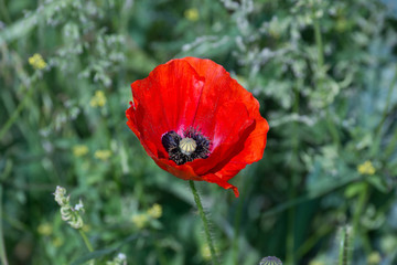 Poppy