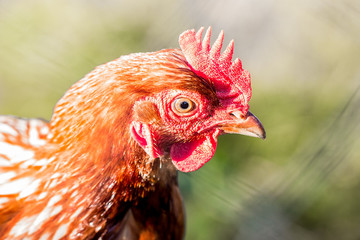 Portrait of a red rooster close up