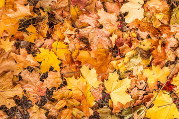 Autumn leaves in the park