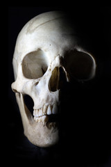 Skull in the dark