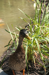 Colorful wild mallard duck closeup to park pond