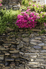 Flowers along a stone wall