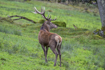 WILDLIFE - ROTWILD - HIRSCHBRUNFT
