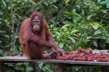 Young orangutan eating rambutan thoughtfully and sits on a wooden platform on a background a tropical forest (Kumai, Indonesia)