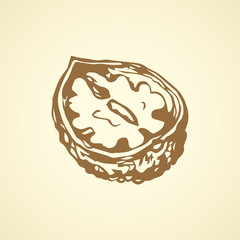 Walnut. Vector drawing