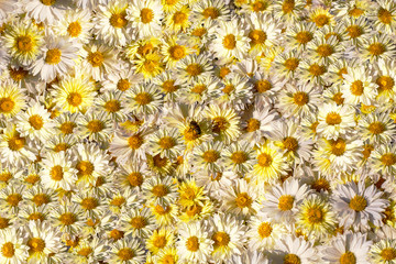 background of yellow daisies and аsa in the center