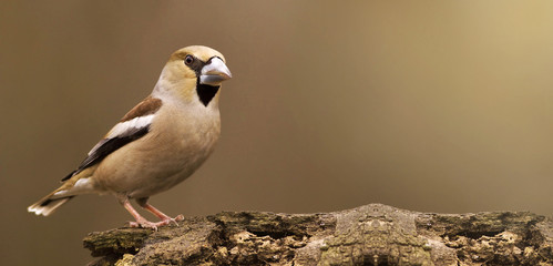Website banner of a songbird finch as sitting on a branch