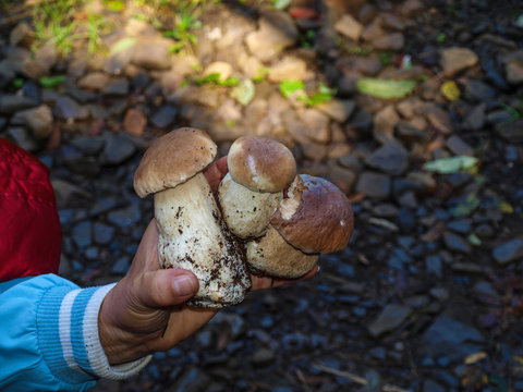 Mushrooming called quiet hunting - an exciting experience for children and adults