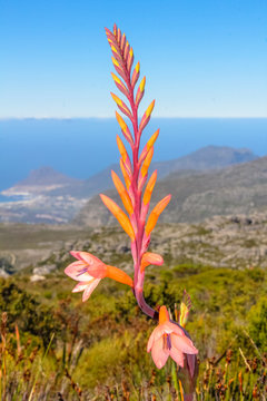 Close up of Watsonia tabularis, unique Cape Flora, at Fynbos species growing on the top of Table Mountain, Cape Town, Western Cape, South Africa.
