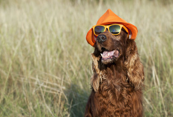Funny smiling dog