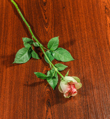 Fototapeta na wymiar Rose on wooden dark background.