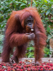 Powerful thoughtful orangutan eating rambutan and stands on a wooden platform on a background the tropical forest and looks at his food (Kumai, Indonesia)
