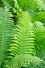 background of many green fern leaves decorative