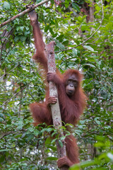 Orangutan grabbed her long limbs wood and looking straight on a background the jungle (Kumai, Indonesia)