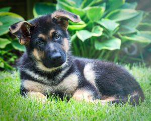 German Shepherd Dog puppy