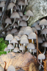 Tree mushrooms on a silver birch in the September forest