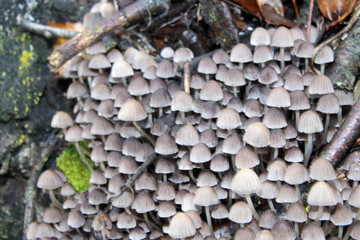 Tree mushrooms on a silver birch in the September forest