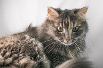 gray cat on a white background, a cat with yellow eyes, furry ca