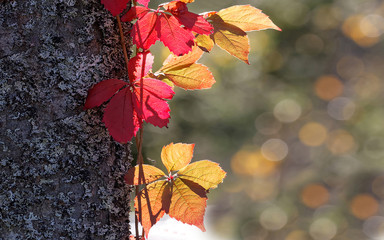 Red and yellow leaf suitable as autumn widescreen display backgr