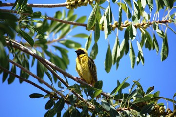 Masked Weaver bird in Etosha National Park Namibia, Africa