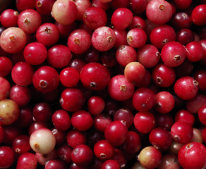 Fresh juicy berries of a forest red cranberry close up. Textural red bright berry background