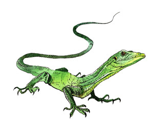 Watercolor lizard, hand painted drawing of outline isolated on white background