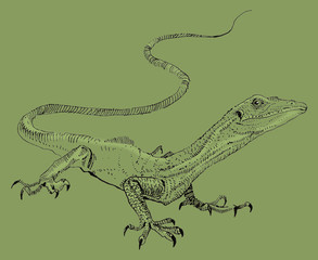 Lizard, hand painted drawing of outline isolated on white background