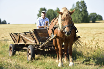 Fototapeta na wymiar Horse & Cart