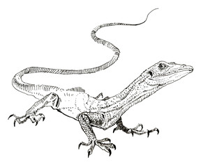 Lizard, hand painted drawing of outline isolated on white background