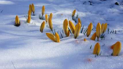 yellow crocus  snow