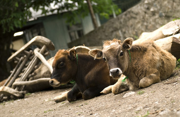 Little calfs in Svaneti. Georgia