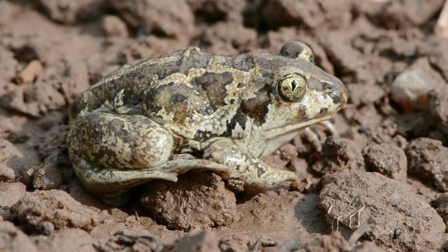 Common spadefoot Pelobates fuscus sitting on the clay ground