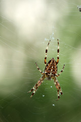 Kreuzspinne