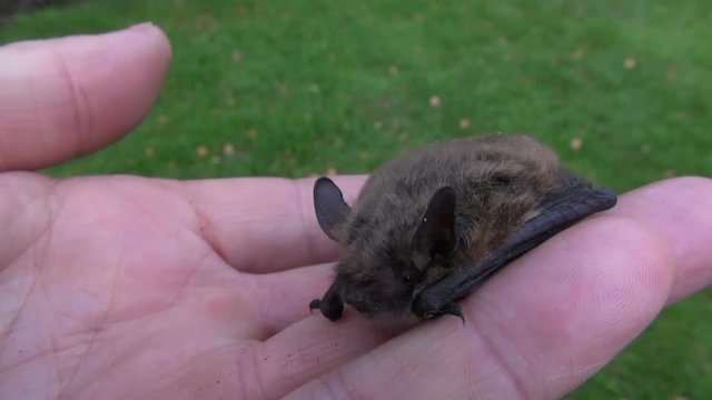 bat Nathusius pipistrelle (Pipistrellus nathusii) on ecologist  human hand