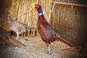 pheasant at the cage