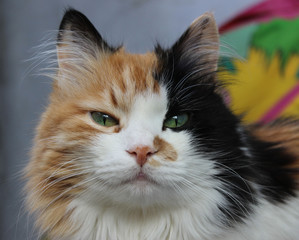 Calico cat close-up portrait 