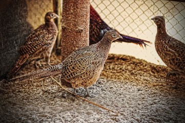 pheasant at the cage