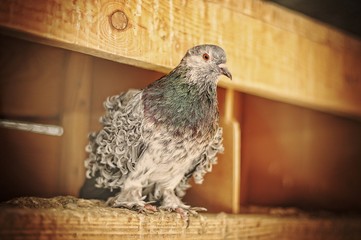 pigeon at cage at  zoo
