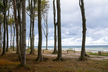Forest edge at the sea with tall gray beech tree trunks in autumn