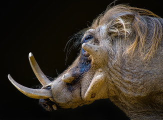 Portrait of Ugly Warthog