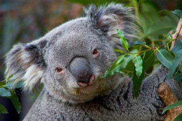 Cute Australian Koala Bear poses on tree