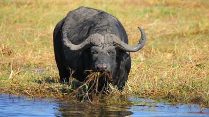 Obraz premium Buffalo in Chobe National Park