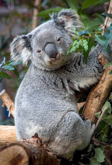 Cute Australian Koala Bear poses on tree