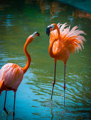 An argument of flamingos
