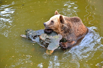 Brown bear swims in the water with bole