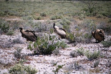 White backed vulture at Etosha National Park in Namibia, Africa