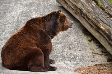 Brown bear sits and looks into the distance