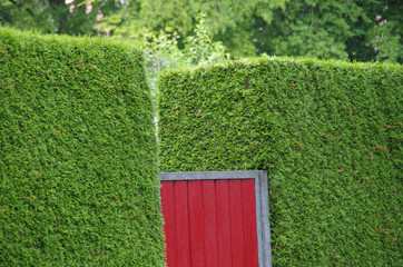 Hecke mit Gartentor
