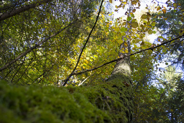 Background of birch bark
